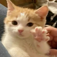 user's avatar