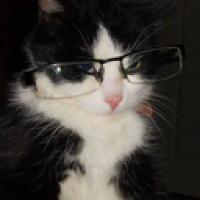 user's avatar