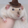 user's avatar