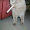 user's avatar