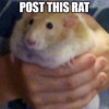 user's avatar