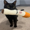 user's avatar