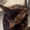 user's avatar