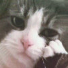 user's avatar