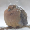user's avatar