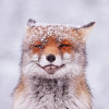 user's avatar