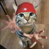 user's avatar