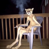 user's avatar