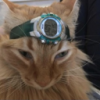 user's avatar