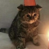 user's avatar