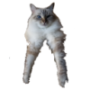 user's avatar