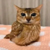 user's avatar