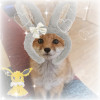 user's avatar