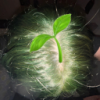 user's avatar