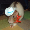 user's avatar