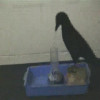 user's avatar