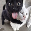 user's avatar